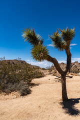 Joshua Trees, cacti, and other succulents and plants as seen on a bright summer day at in sunny Southern California 