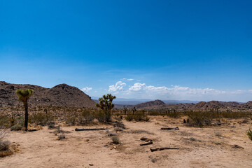 Joshua Trees, cacti, and other succulents and plants as seen on a bright summer day at in sunny...