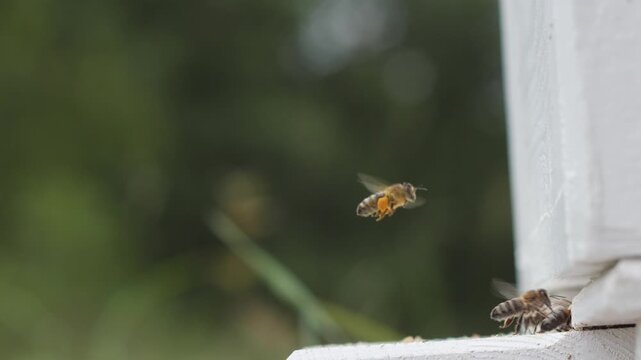 The buzzing of bees fills the air as they return to their hive, their tiny legs laden with pollen.