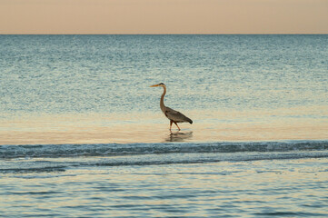 Great blue heron sunset wading in Florida Gulf Coast waters