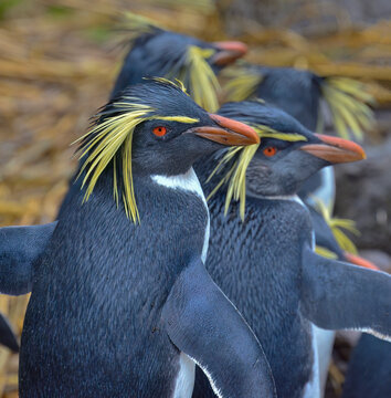 Close-up of a group of northern rockhopper penguins (Eudyptes moseleyi) on Nightingale Island; Tristan da Cunha Island Group, South Atlantic Ocean