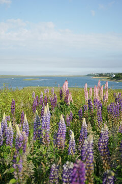 Coasta Lupine Wildflowers at Cape Cod National Seashore