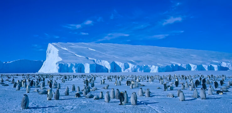 Colony of emperor penguins (Aptenodytes forsteri) standing on icy landscape with iceberg in the background under a blue sky, Auster Colony, Mawson Coast, East Antarctica; Antarctica