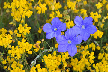 The perennial flax or blue flax (Linum narbonense) in flower