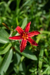 Vibrant Red Daylily in Bloom in Green Garden Setting