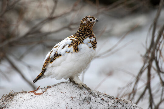 Close-up of a male willow ptarmigan in transitioning plumage, Denali National Park, Alaska, USA