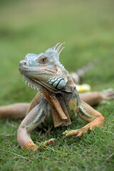 Close up portrait of common iguana