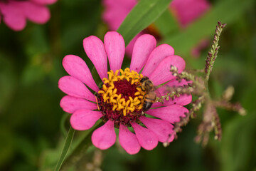 Obraz premium Close-up to honey bee on Zinnia flower with pink petals