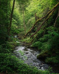 Lush green forest with a flowing stream and fallen moss-covered trees