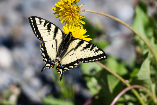 Fototapeta Close-up of a Canadian Swallowtail butterfly (Papilio canadensis) in Wrangell-St Elias National Park and Preserve  Alaska, United States of America