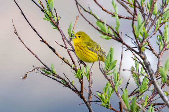 Close-up of a Yellow Warbler (Setophaga petechia) standing on a branch singing from its perch at the Fielding Lake State Recreation Site; Alaska, United States of America