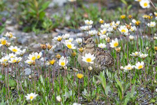 Willow ptarmigan chick among mountain avens, Savage Loop Trail, Denali National Park, Alaska, USA
