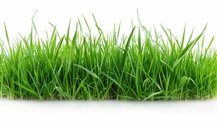 Obraz premium A long green grass field with no other objects in the image