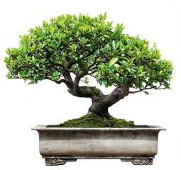  Drzewko bonsai na białym tle © Patryk