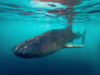 Whale Shark (Rhincodon typus) swimming in the clear turquoise water in the Gulf of Tomini, Molucca Sea; Gorontalo, Botubarani, Kabila Bone, Bone Bolango Regency, Indonesia