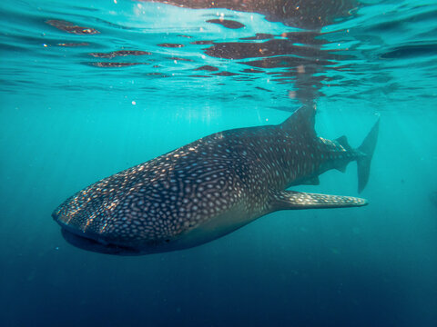 Whale Shark (Rhincodon typus) swimming in the clear turquoise water in the Gulf of Tomini, Molucca Sea; Gorontalo, Botubarani, Kabila Bone, Bone Bolango Regency, Indonesia