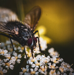 close up of fly