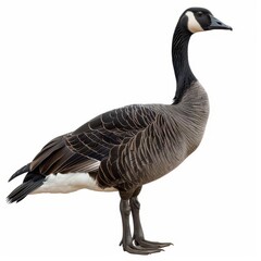 Close-up of a Canada goose standing on a white background, showcasing its distinctive black head and neck with white patch.