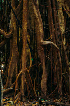 Intricate root system of trees in Tangkoko Batuangus Nature Reserve, Indonesia