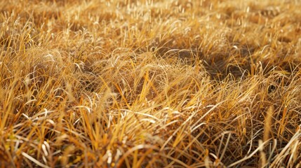 Golden dried fall soft grass