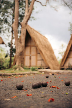 Coconuts laying on the ground by A-frame guest houses on Fandee island in Laos; Fandee Island, Tad Lo, Bolaven Loop, Pakse, Laos
