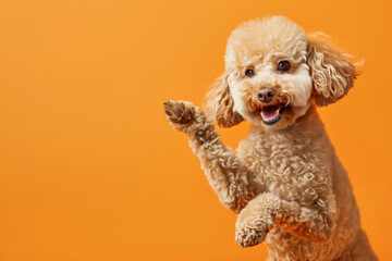 A Poodle with a raised paw and wide smile, expressing joy on an orange background