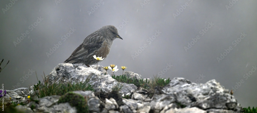 Wall mural Alpenbraunelle (Prunella collaris) in Regen und Nebel  // Alpine accentor in rain and fog