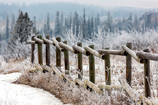 Frosted wooden log fence with frosted grasses and trees in the background; Calgary, Alberta, Canada