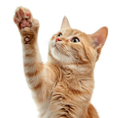 haft body orange cat giving hand cut out background