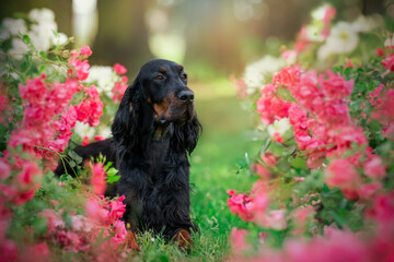 Amazing gordon setter dog female in rosses
