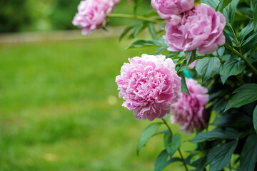 Pink peony bush in the garden. closeup. Space for text © Natalia