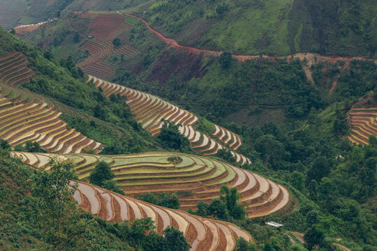 Terraced farmland on the lush hillsides of Vietnam; Ban Cong, Tram Tau, Yen Bai, Vietnam