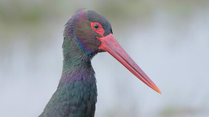 Black stork wild adult bird in spring marsh close-up