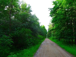 Polish path in the forest