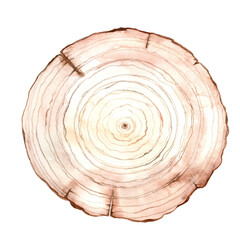 Wood texture in a section of tree rings. Cut out piece of wooden stump, hand drawn with watercolor on white background. Textured surface with rings and cracks. Watercolor illustration 