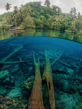 Split view of clear blue lake water and lush green vegetation at Danau Paisu Pok Luk Panenteng, Indonesia; Danau Paisu Pok Luk Panenteng, Kabupaten Banggai Kepulauan, Sulawesi Tengah, Indonesia