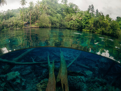 Split view of clear blue lake water and lush green vegetation at Danau Paisu Pok Luk Panenteng, Indonesia; Danau Paisu Pok Luk Panenteng, Kabupaten Banggai Kepulauan, Sulawesi Tengah, Indonesia