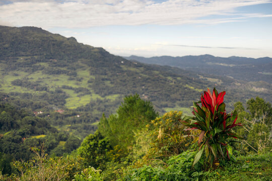 Red flowering plant in the foreground of a lush landscape in North Toraja, Sulawesi, Indonesia; Rantepao, North Toraja, South Sulawesi, Indonesia