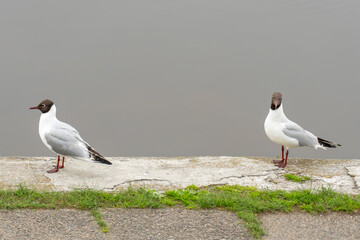 Black-headed gull walks on embankment river in city. Bird of common gull stands and looks on water. Rivergull chroicocephalus ridibundus on promenade. Birdlife family laridae. Freedom concept.