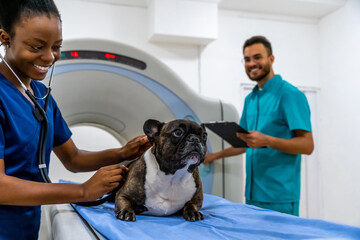 Two veterinarians examining a dog before investigation procedures