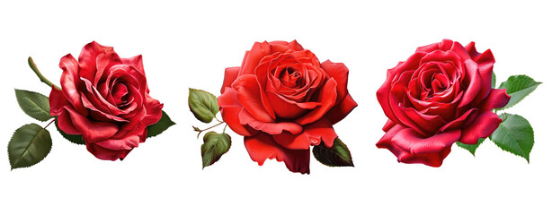 set of red rose and leaf close up cut out background