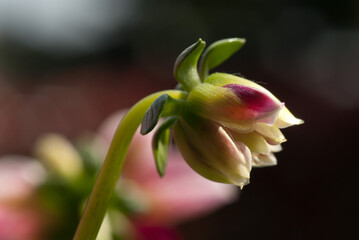 Obraz premium Dahlia