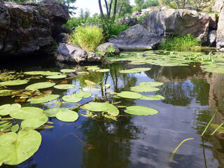 Large leaves of water lilies float on a small lake. Granite boulders and thickets of grass are located along the banks