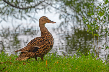 Fototapeta premium An adult female Mallard duck standing by a freshwater marsh.