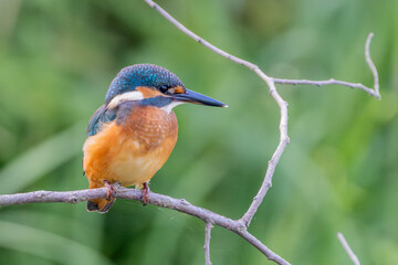 kingfisher , zimorodek
