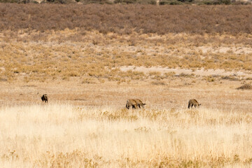 Family of Bat-eared foxes (Otocyon megalotis) foraging for food in the Kalahari