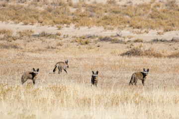 Naklejka premium Family of Bat-eared foxes (Otocyon megalotis) foraging for food in the Kalahari