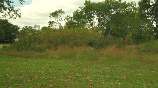 High grass in West Ham Park . London, UK, 7 July 2024