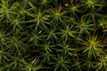 Goldenes Frauenhaarmoos