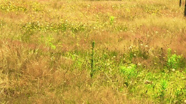 Golden West Ham Park  green grass, weeds flowers in summer. London, UK, 20 July 2024
